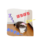 にゃんにゃんわんだよ（個別スタンプ：5）