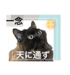 黒猫 ルナ院長51にゃんめ（個別スタンプ：8）