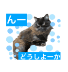 黒猫 ルナ院長52にゃんめ（個別スタンプ：6）