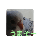 鳥郵票2（個別スタンプ：2）