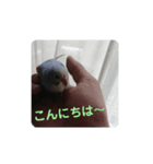 鳥郵票2（個別スタンプ：7）
