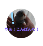 鳥郵票2（個別スタンプ：8）