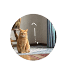 猫とよく使う言葉（個別スタンプ：1）