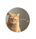 猫とよく使う言葉（個別スタンプ：2）