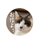 猫とよく使う言葉（個別スタンプ：3）