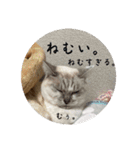 猫とよく使う言葉（個別スタンプ：4）