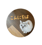 猫とよく使う言葉（個別スタンプ：5）