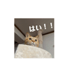 猫とよく使う言葉（個別スタンプ：6）