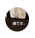猫とよく使う言葉（個別スタンプ：7）