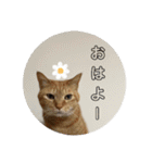 猫とよく使う言葉（個別スタンプ：9）