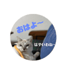猫とよく使う言葉（個別スタンプ：10）