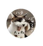 猫とよく使う言葉（個別スタンプ：11）