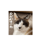 猫とよく使う言葉（個別スタンプ：12）