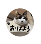 猫とよく使う言葉（個別スタンプ：13）