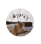 猫とよく使う言葉（個別スタンプ：14）