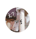 猫とよく使う言葉（個別スタンプ：15）