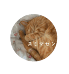 猫とよく使う言葉（個別スタンプ：17）