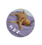 猫とよく使う言葉（個別スタンプ：18）