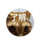 猫とよく使う言葉（個別スタンプ：19）