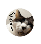 猫とよく使う言葉（個別スタンプ：20）