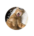 猫とよく使う言葉（個別スタンプ：21）