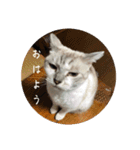 猫とよく使う言葉（個別スタンプ：22）