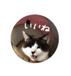 猫とよく使う言葉（個別スタンプ：23）