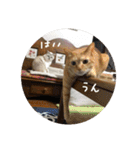 猫とよく使う言葉（個別スタンプ：24）