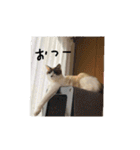 猫とよく使う言葉（個別スタンプ：25）