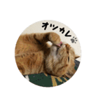 猫とよく使う言葉（個別スタンプ：26）