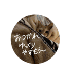 猫とよく使う言葉（個別スタンプ：27）
