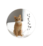 猫とよく使う言葉（個別スタンプ：28）