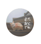 猫とよく使う言葉（個別スタンプ：29）