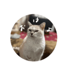 猫とよく使う言葉（個別スタンプ：30）