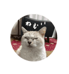 猫とよく使う言葉（個別スタンプ：31）