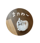 猫とよく使う言葉（個別スタンプ：32）