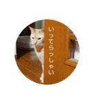 猫とよく使う言葉（個別スタンプ：33）