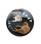 猫とよく使う言葉（個別スタンプ：34）