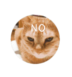 猫とよく使う言葉（個別スタンプ：36）