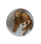 猫とよく使う言葉（個別スタンプ：37）