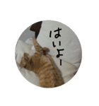 猫とよく使う言葉（個別スタンプ：38）