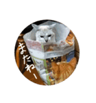猫とよく使う言葉（個別スタンプ：39）