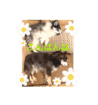 毎日ワンコ⑥（個別スタンプ：4）