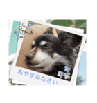 毎日ワンコ⑥（個別スタンプ：5）