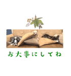 毎日ワンコ⑥（個別スタンプ：12）