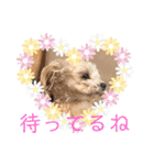 毎日ワンコ⑥（個別スタンプ：13）