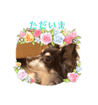 毎日ワンコ⑥（個別スタンプ：16）