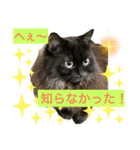 黒猫 ルナ院長53にゃんめ（個別スタンプ：6）