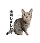 キジトラ猫♡めい♡（個別スタンプ：1）