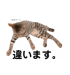 キジトラ猫♡めい♡（個別スタンプ：2）